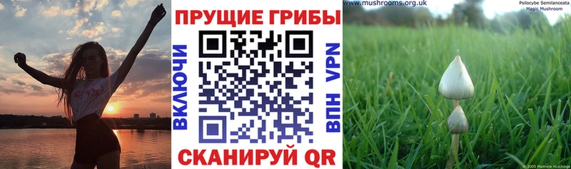 Псилоцибиновые грибы Psilocybe  закладки  Котельнич 